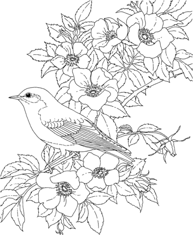 Eastern Bluebird And Rose New York State Bird And Flower Coloring Page